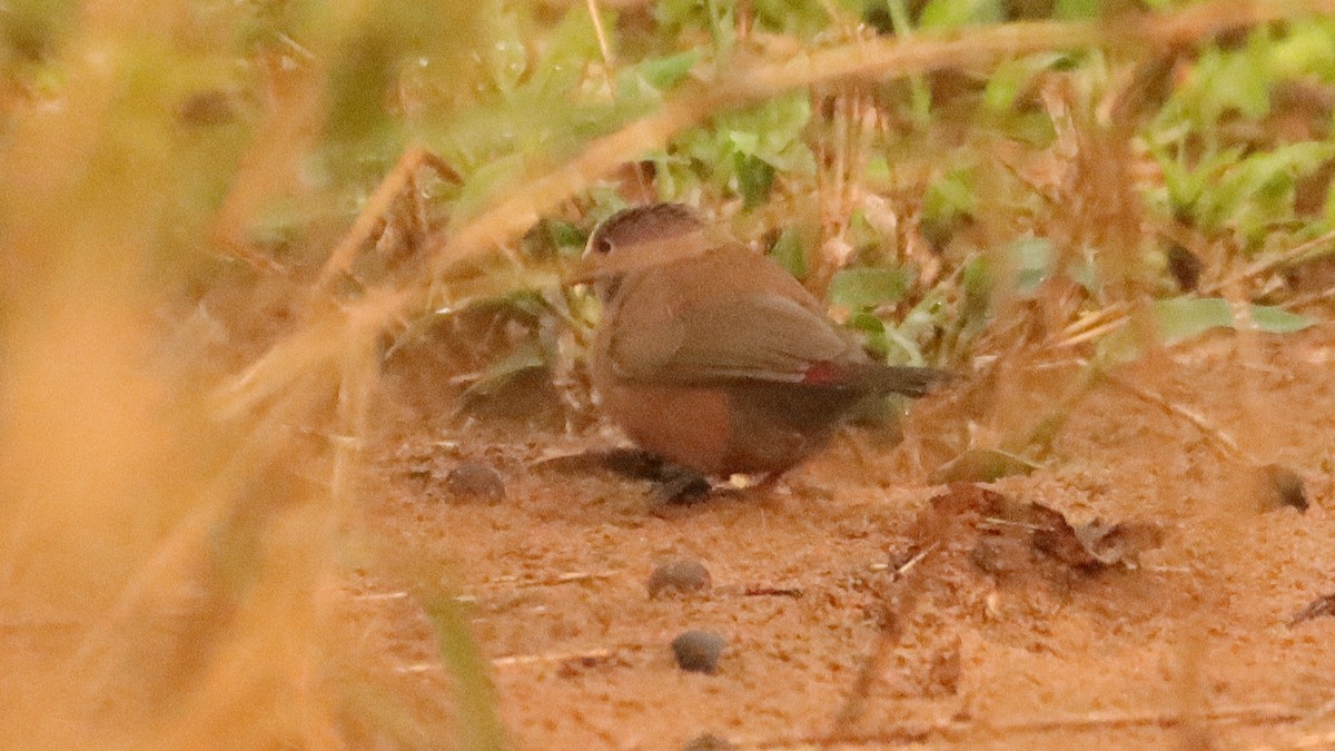 firefinch sp. - ML502683811