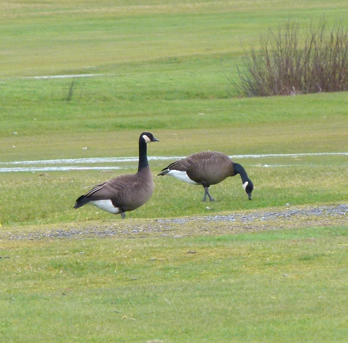 Canada Goose (occidentalis/fulva) - ML502685571
