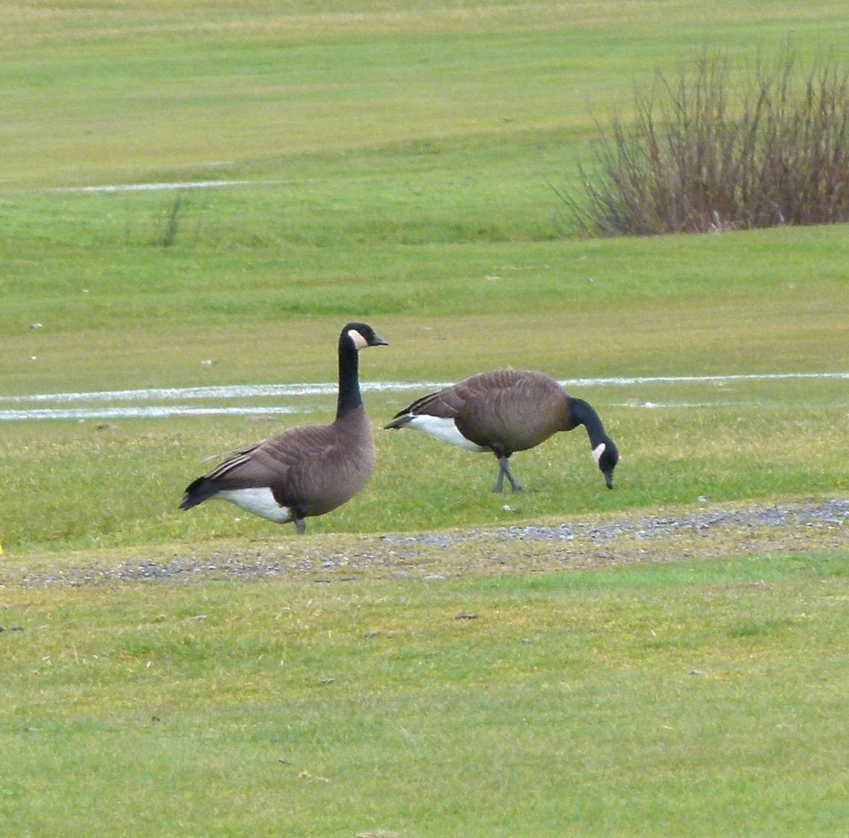 Canada Goose (occidentalis/fulva) - Frank Marenghi