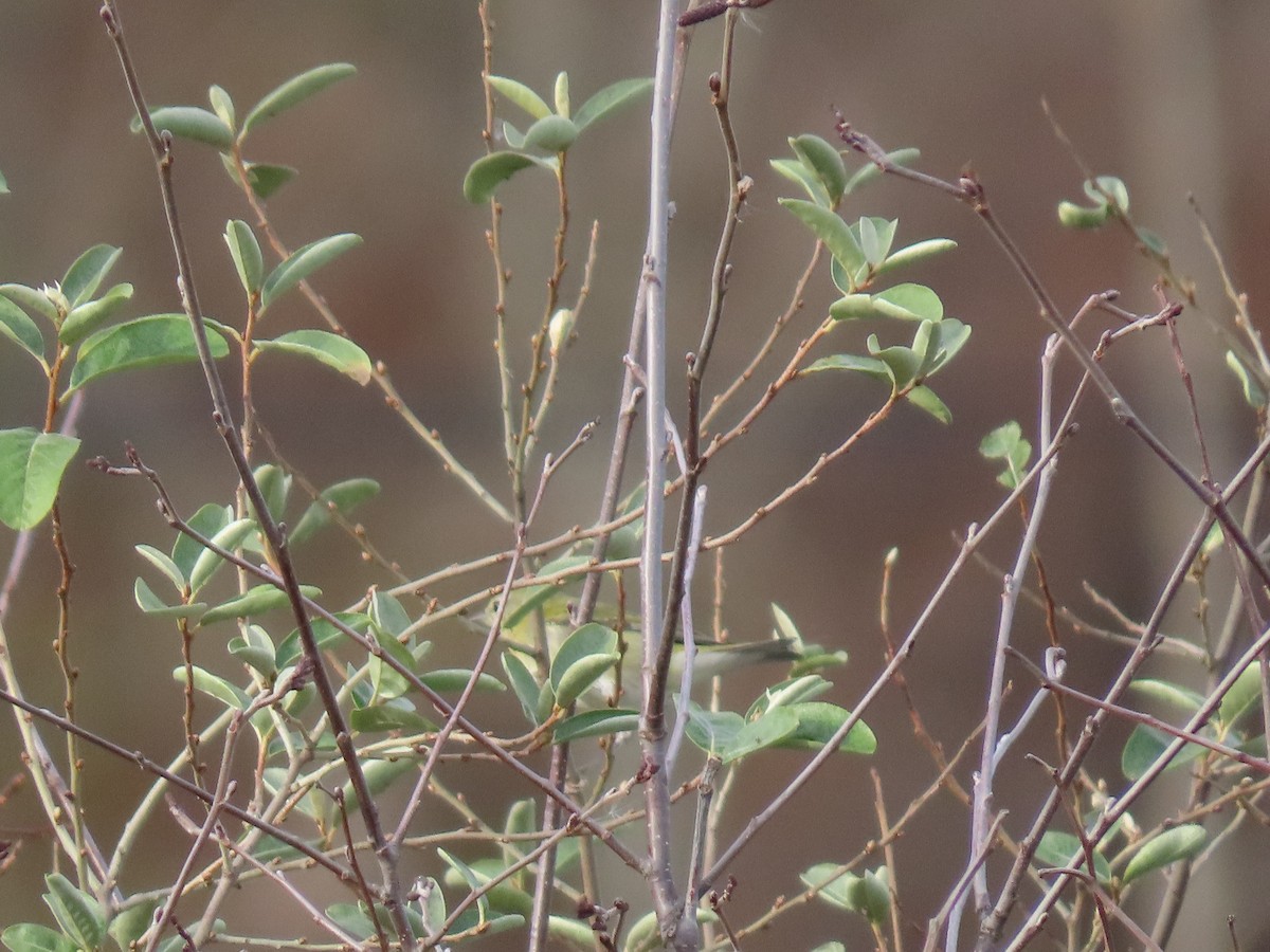 Tennessee Warbler - ML502689761