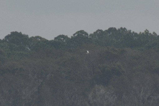 White-tailed Tropicbird - ML502689791