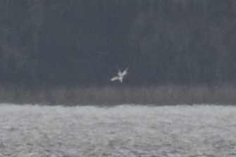 White-tailed Tropicbird - ML502689801