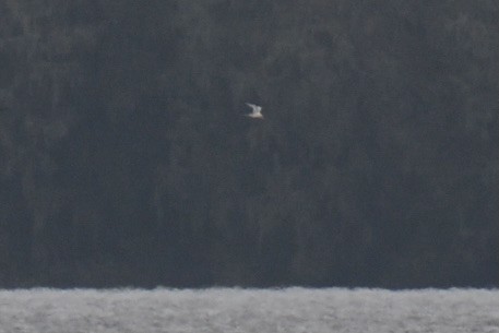 White-tailed Tropicbird - ML502689811