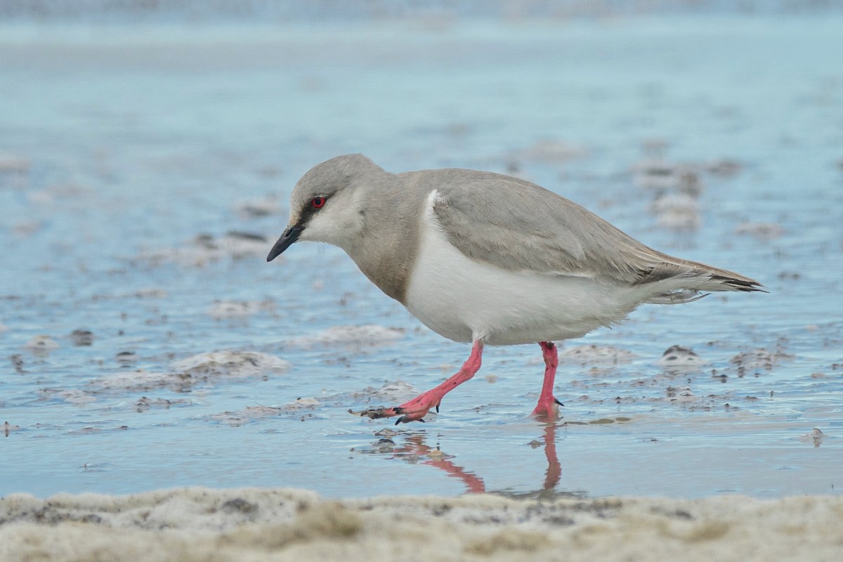 Magellanic Plover - Gabriela Contreras Buvinić