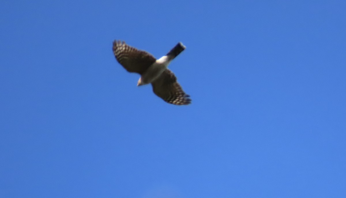 Sharp-shinned Hawk - ML502690951