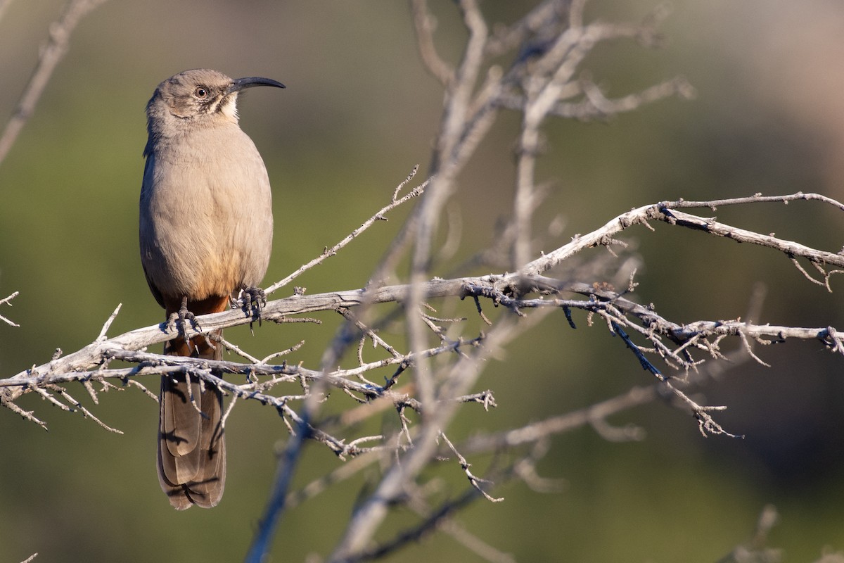 Crissal Thrasher - ML502692491