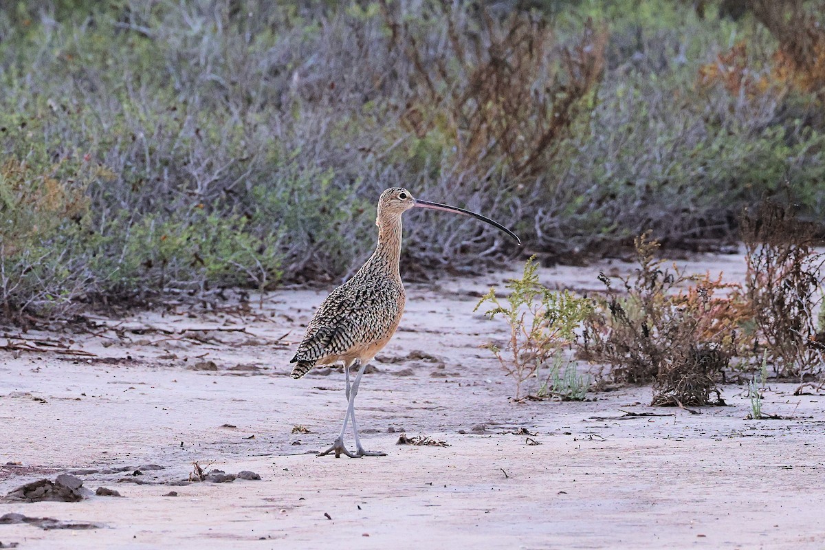 Long-billed Curlew - David Goff