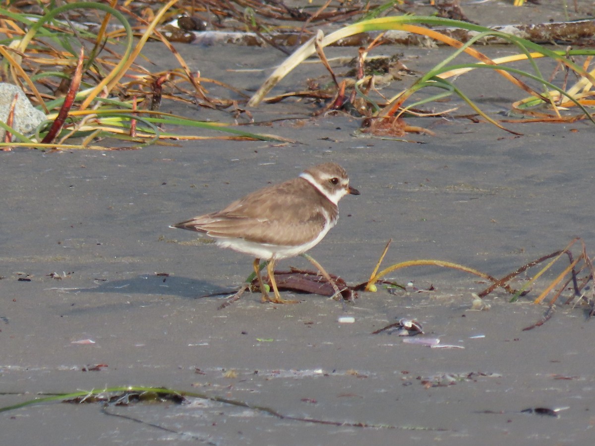 Semipalmated Plover - ML502693991