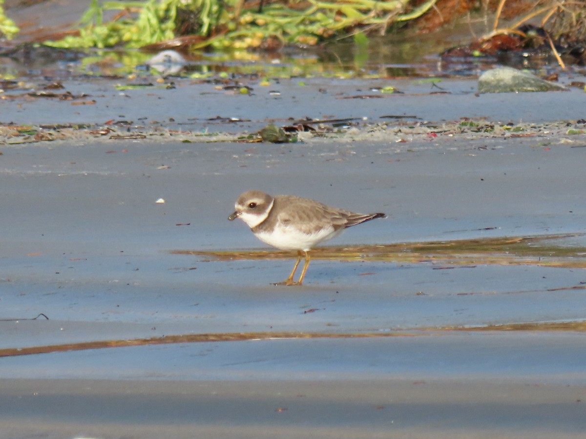 Semipalmated Plover - ML502694001