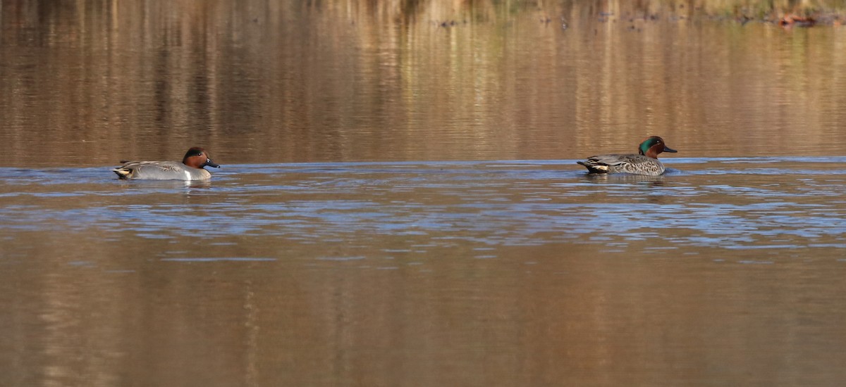 Green-winged Teal - ML502695101