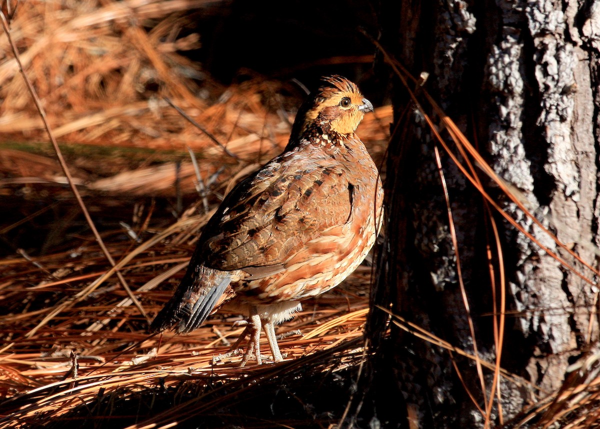 Northern Bobwhite - Pierre Howard