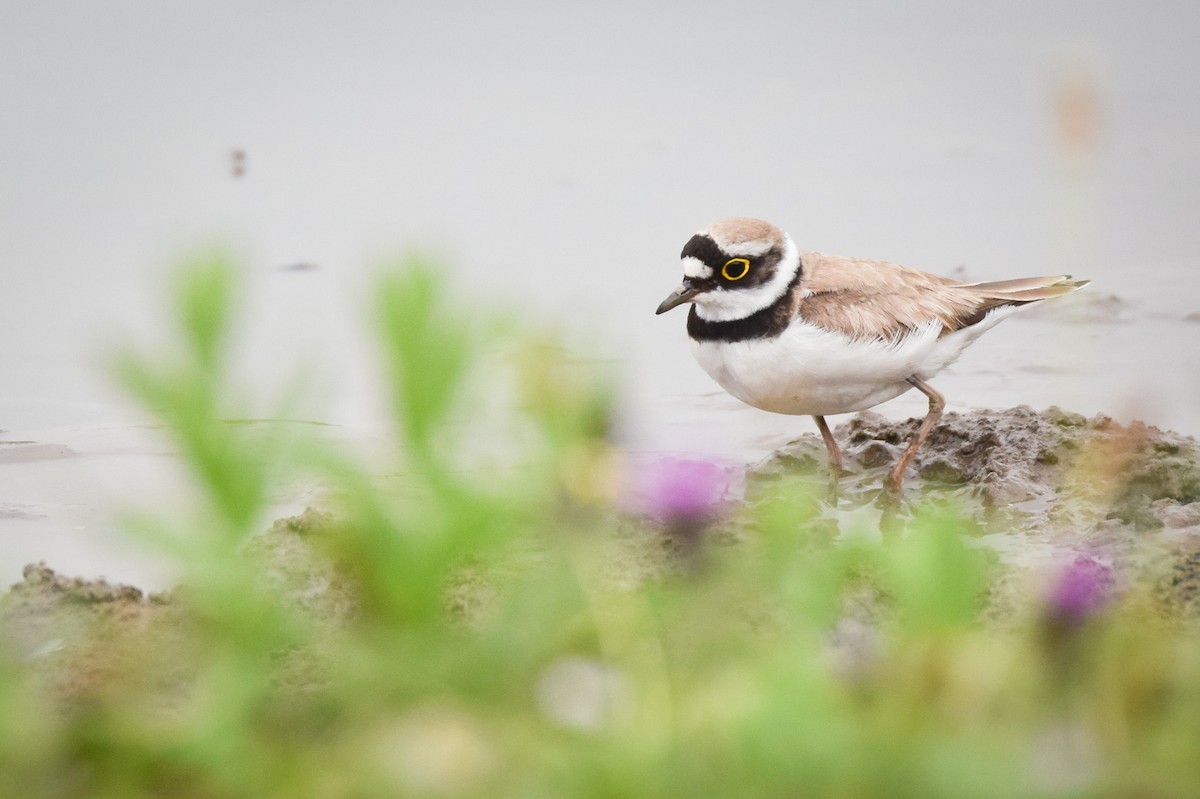 Little Ringed Plover - Isaiah Rowe