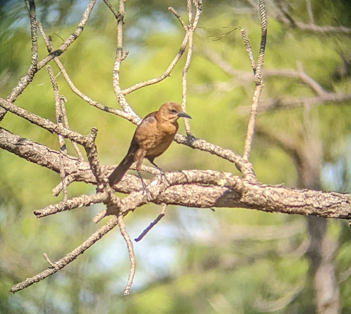 Boat-tailed Grackle - ML502697821