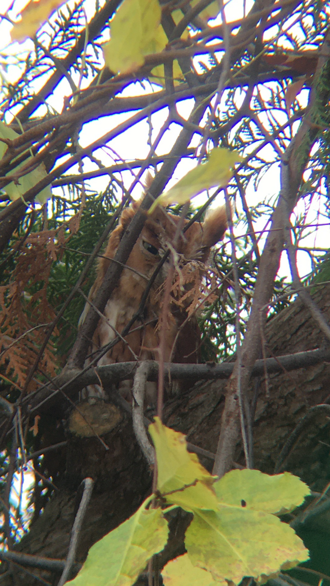 Eastern Screech-Owl - Will Durkin