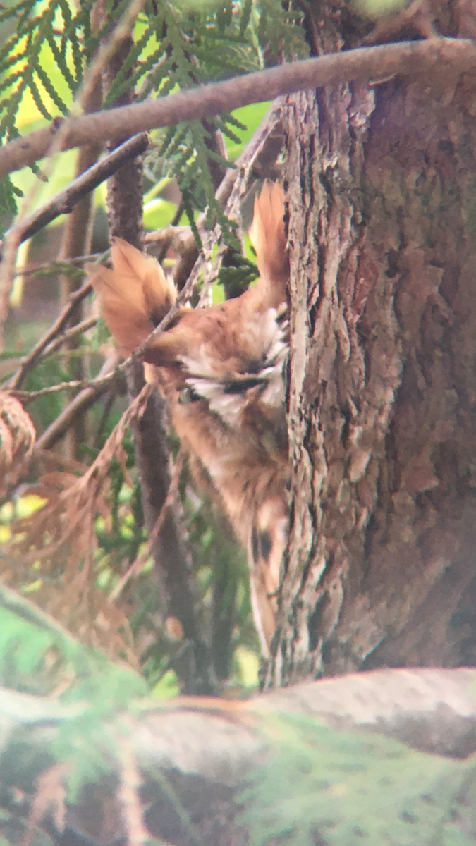 Eastern Screech-Owl - Will Durkin