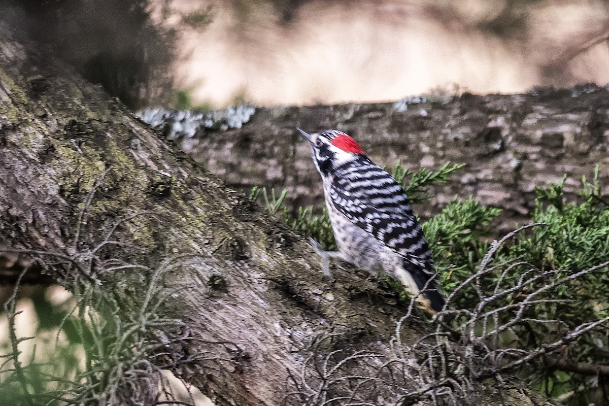 Nuttall's Woodpecker - ML502698621