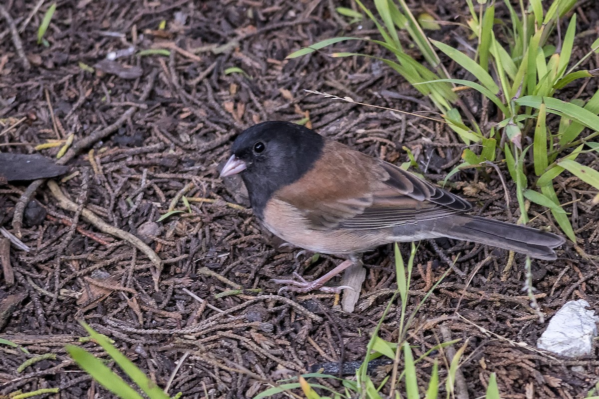 Dark-eyed Junco (Oregon) - ML502698691