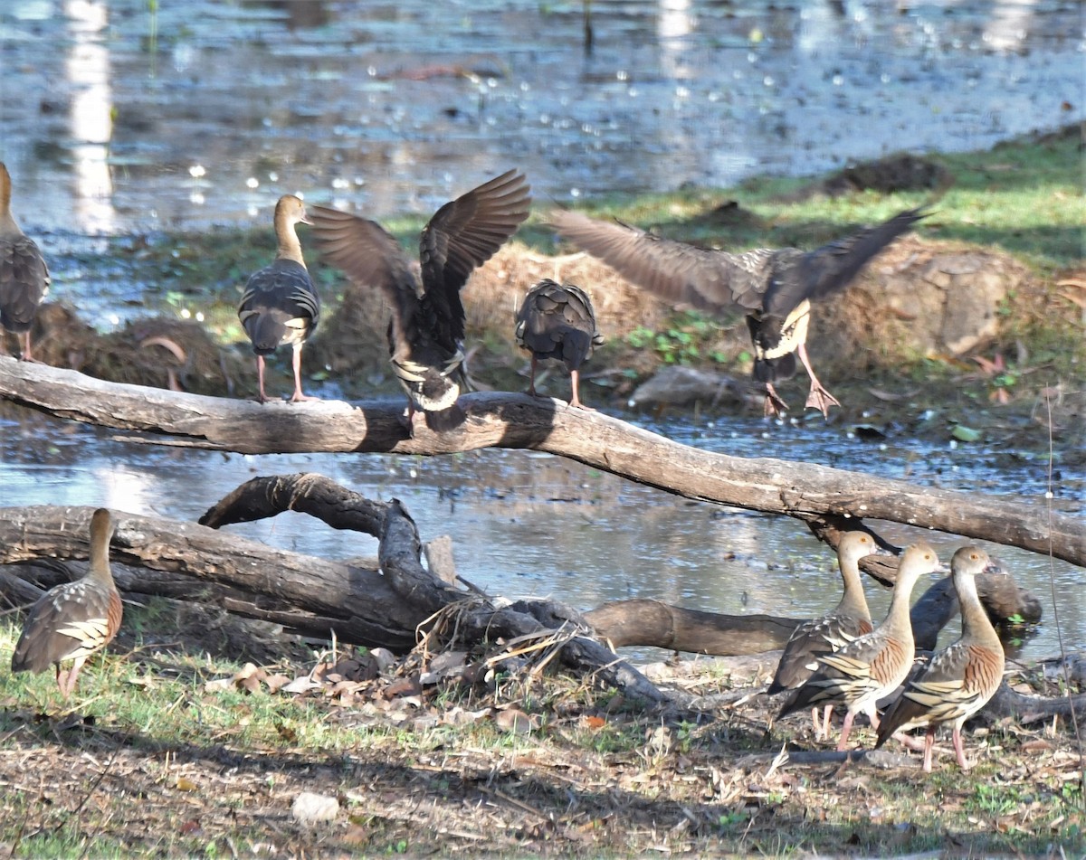 Plumed Whistling-Duck - Nicholas Talbot