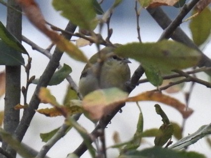 Tennessee Warbler - ML502698831