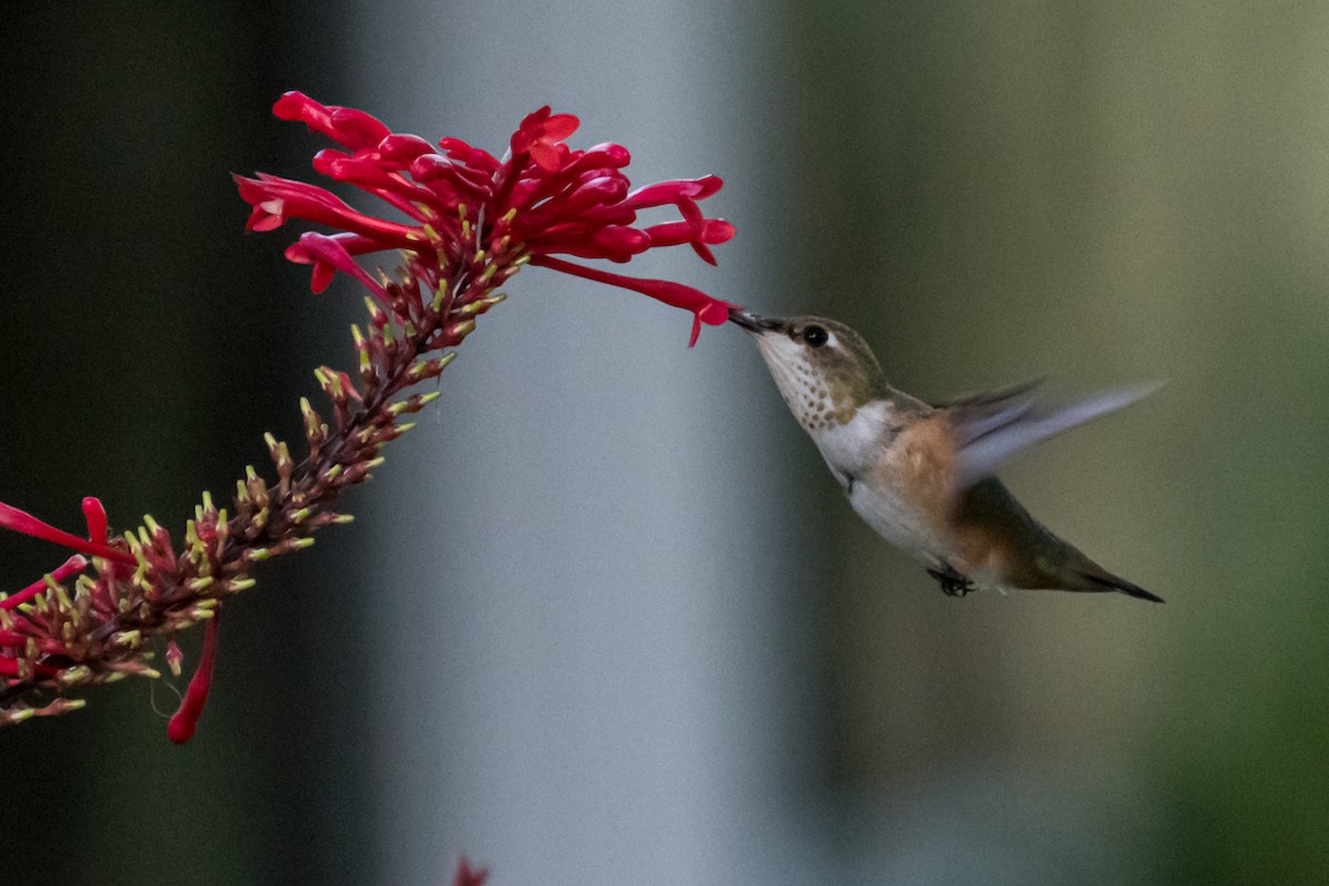 Rufous Hummingbird - Gabrielle Harrison