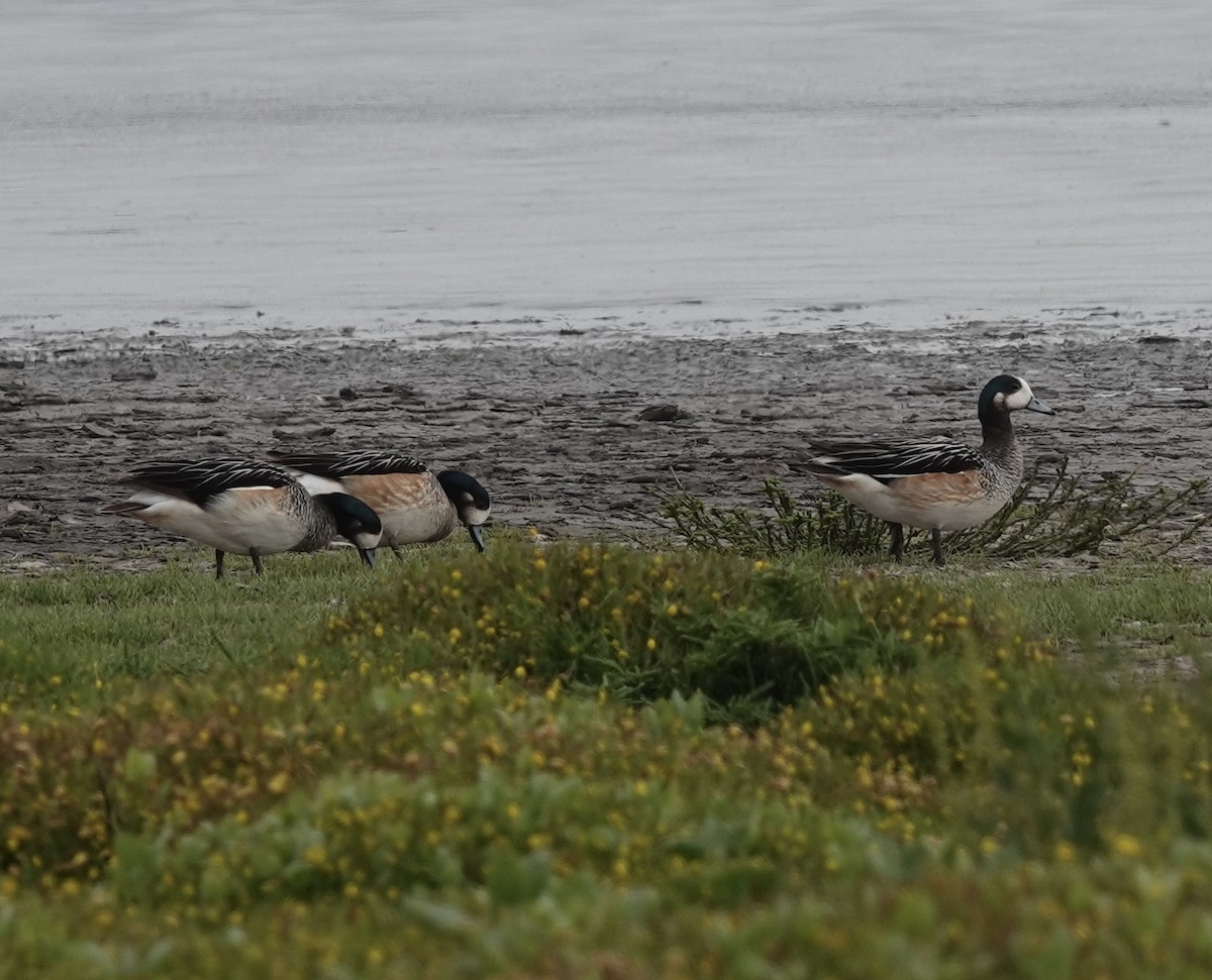 Chiloe Wigeon - ML502700101