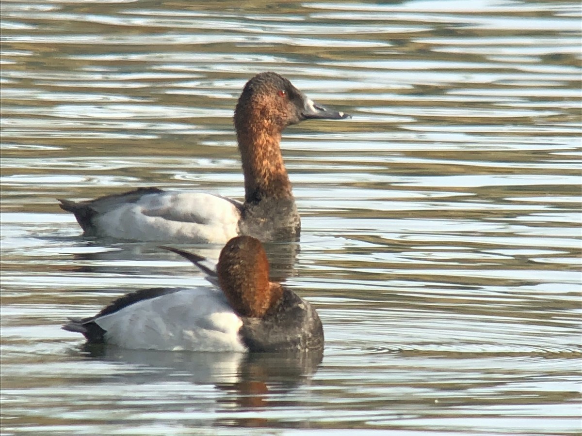 Canvasback - ML502701711