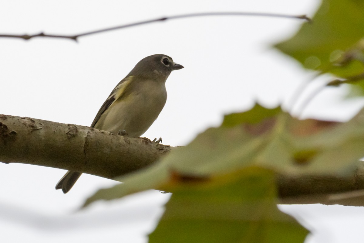 Vireo Solitario - ML502702751