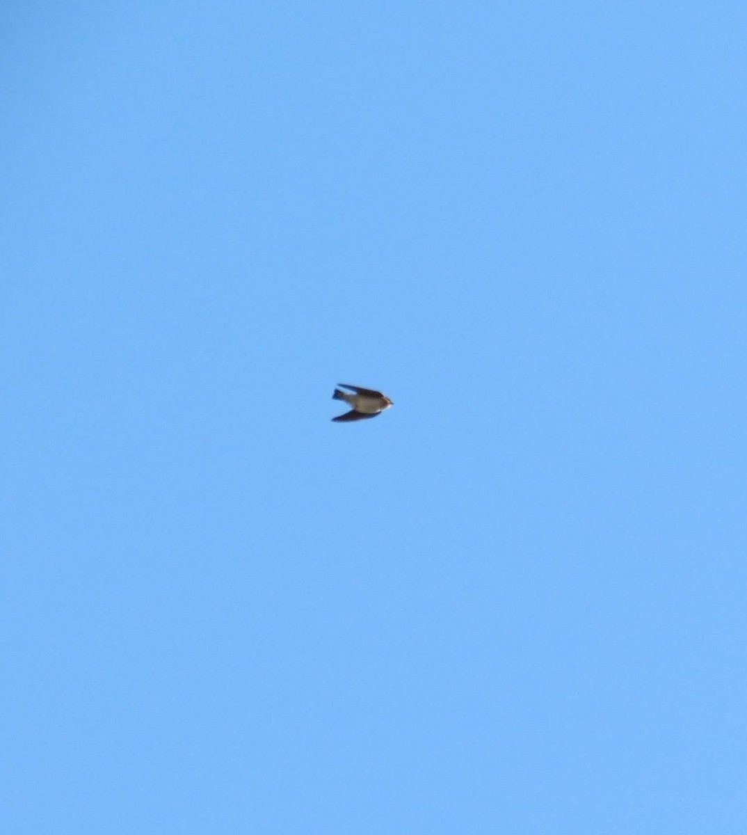 Cave Swallow - ML502703361
