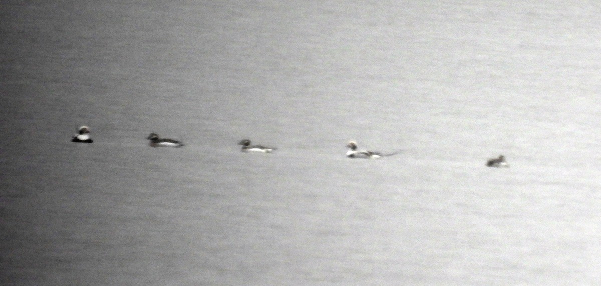 Long-tailed Duck - ML502703881