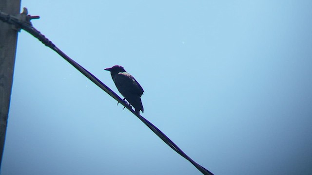 Fish Crow - ML502704571