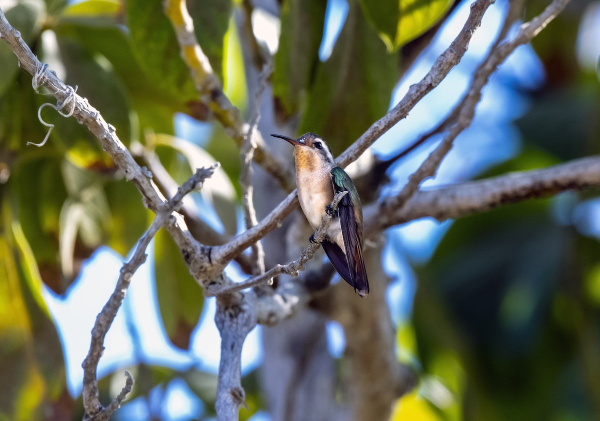 Xantus's Hummingbird - Alec LaVergne