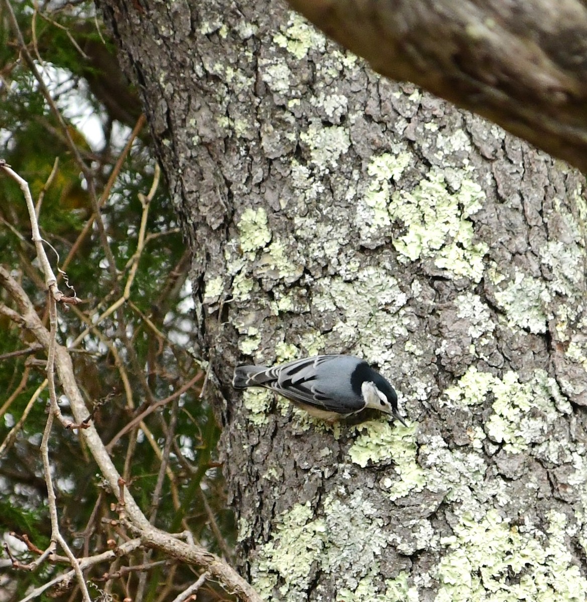 White-breasted Nuthatch - ML502705261