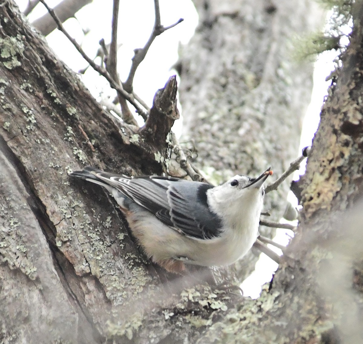 White-breasted Nuthatch - ML502705271
