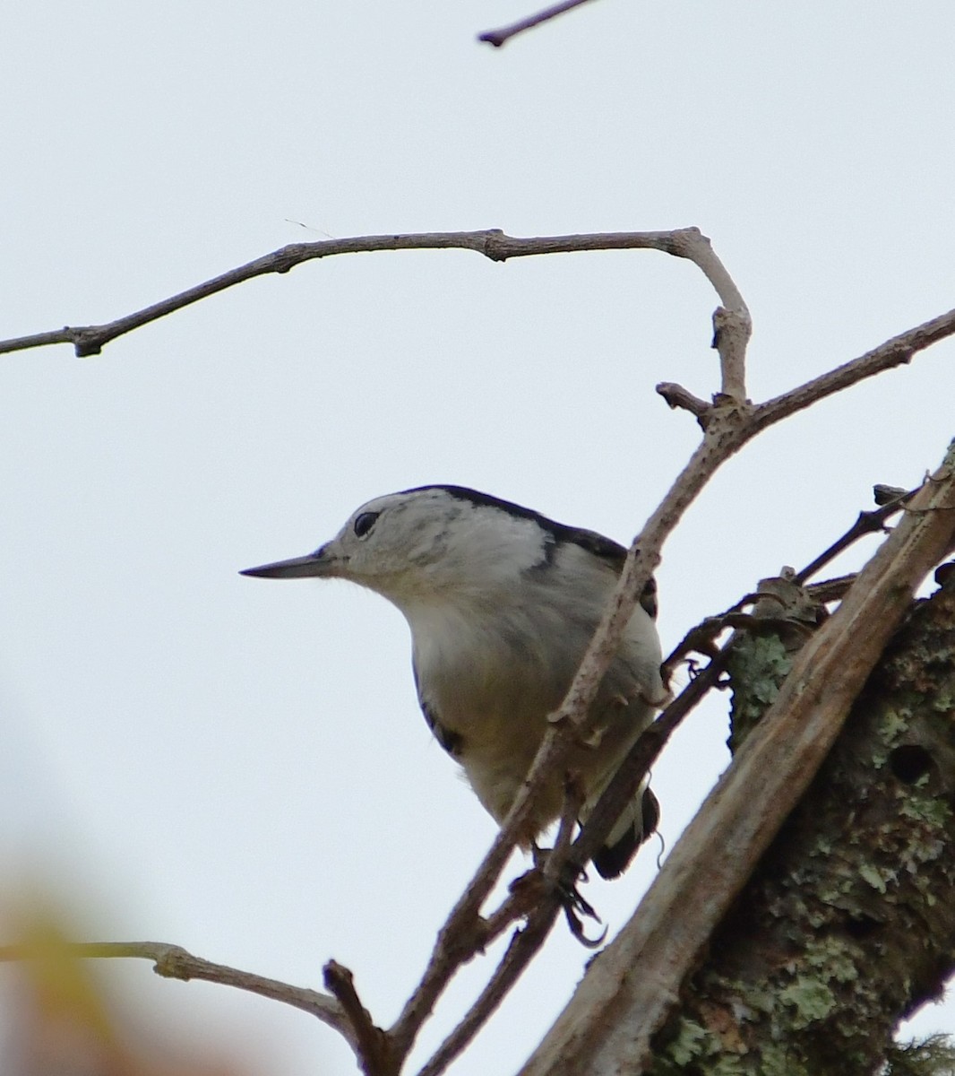 White-breasted Nuthatch - ML502705291