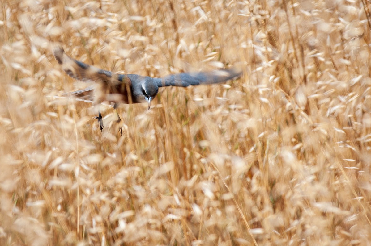 White-browed Woodswallow - ML502705451