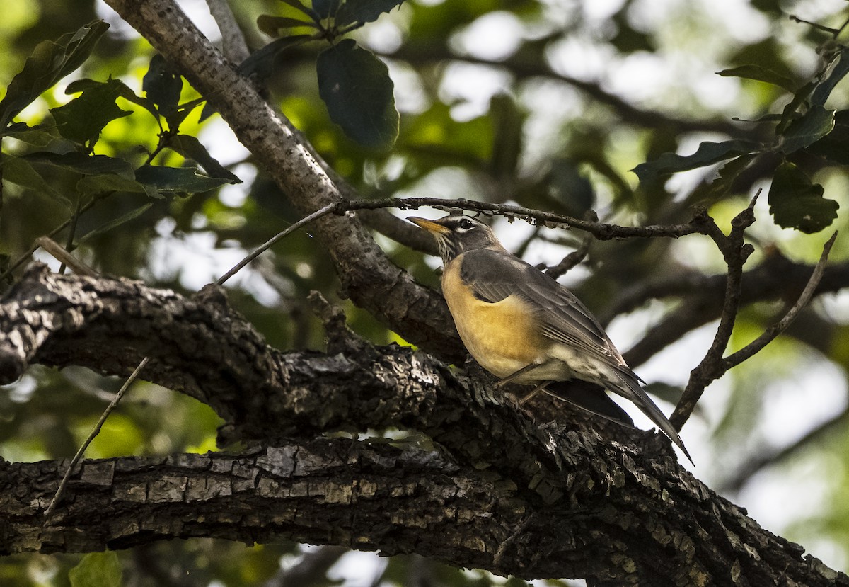 American Robin (San Lucas) - ML502705751