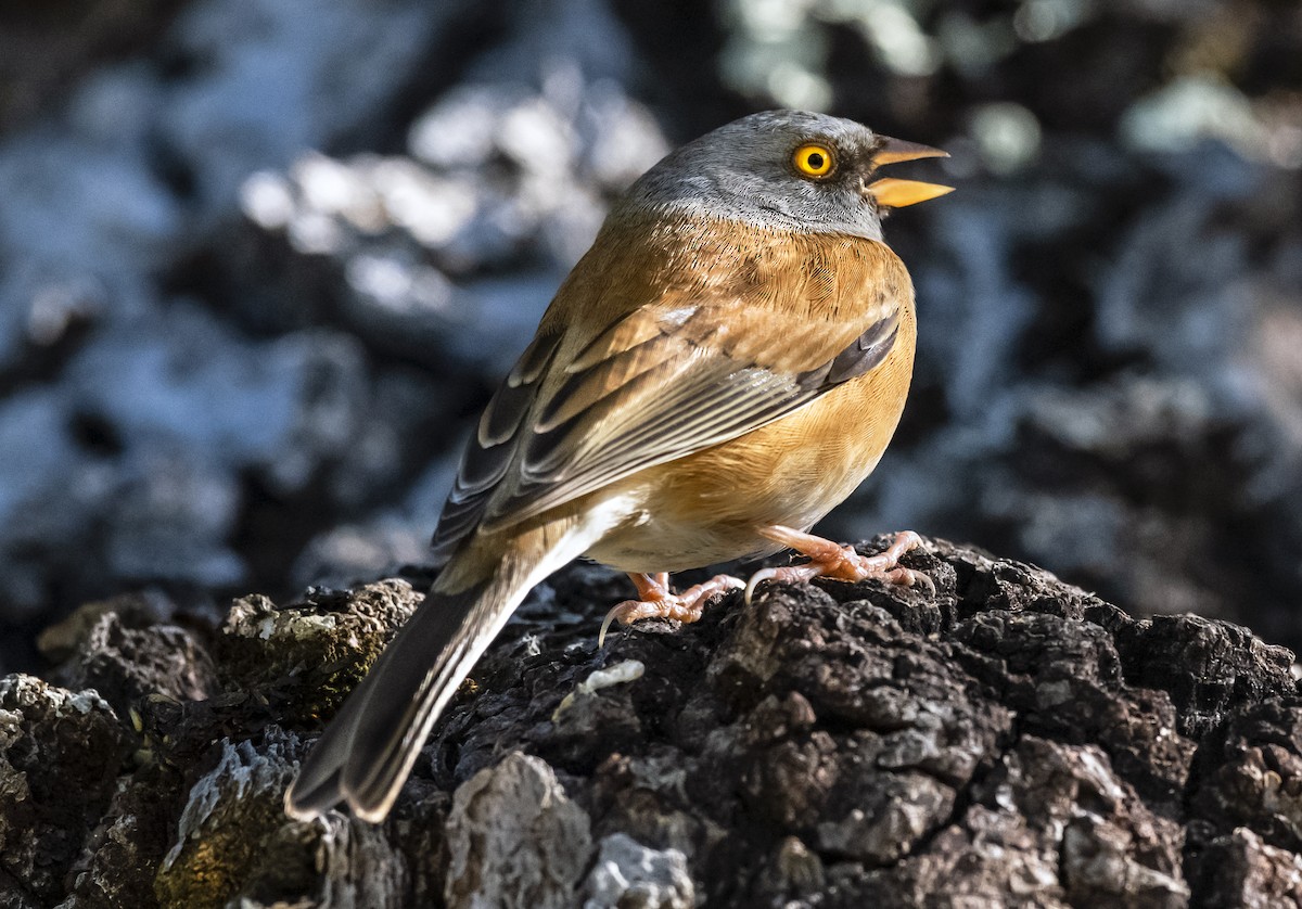 Baird's Junco - ML502705821