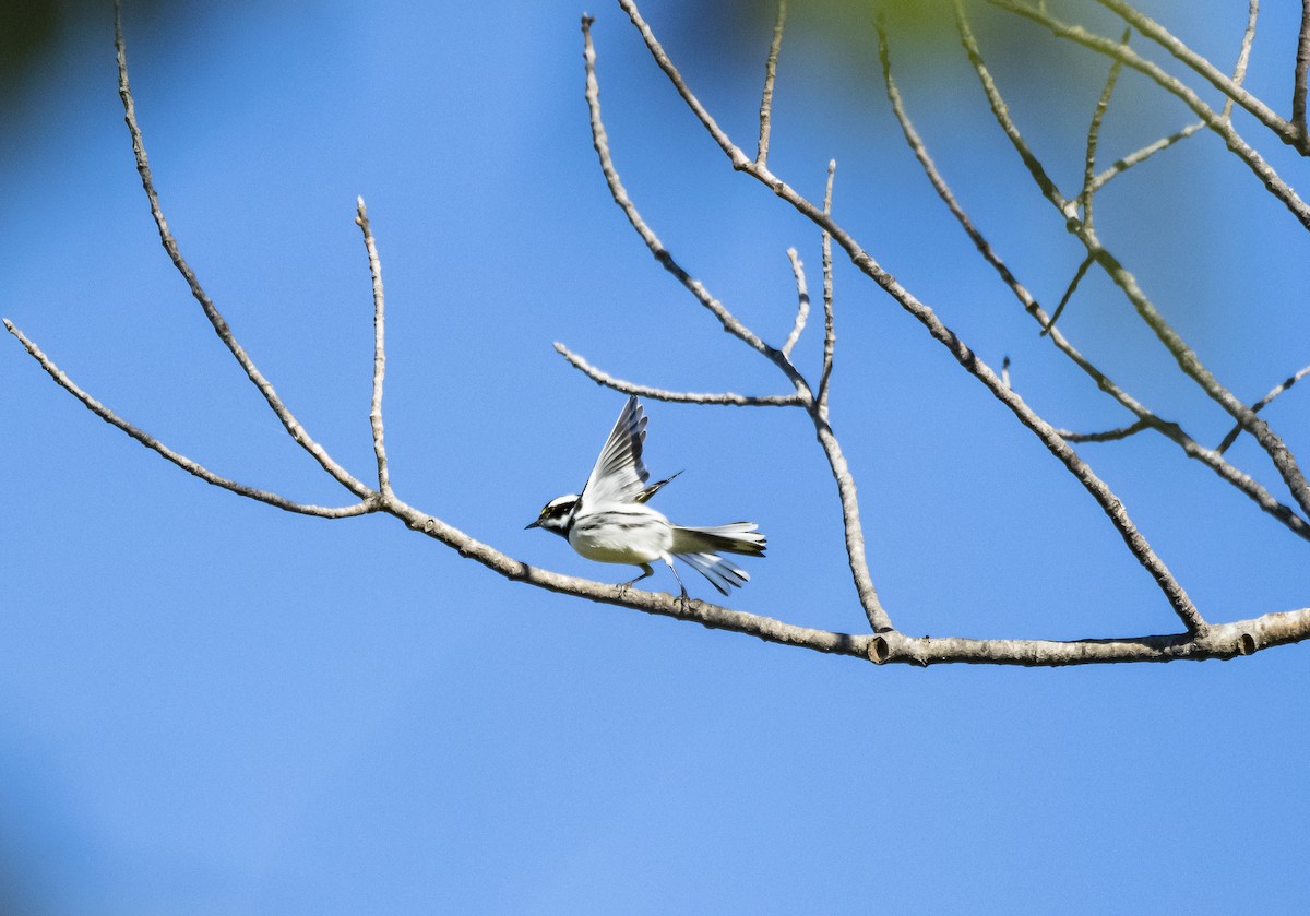 Black-throated Gray Warbler - Alec LaVergne