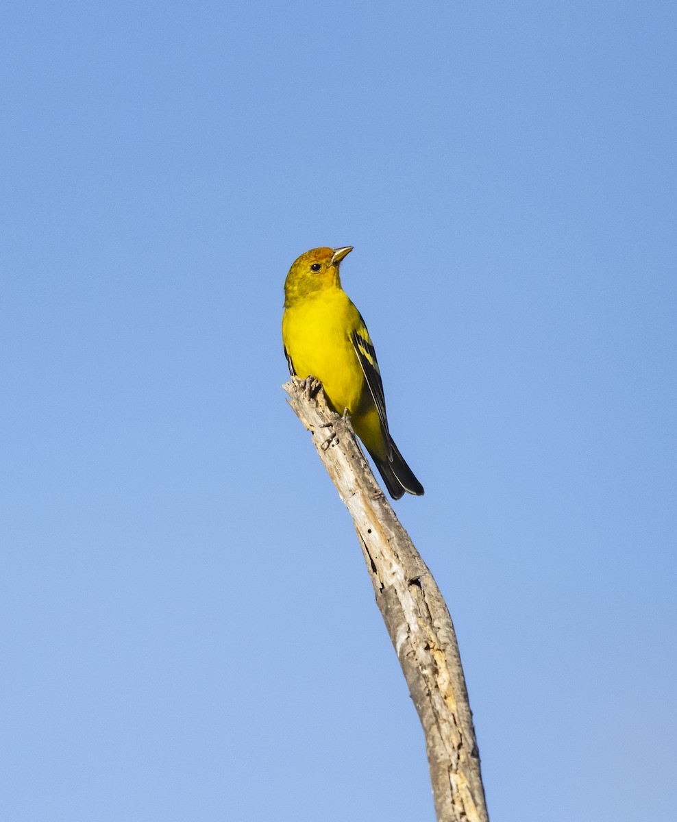 Western Tanager - Alec LaVergne