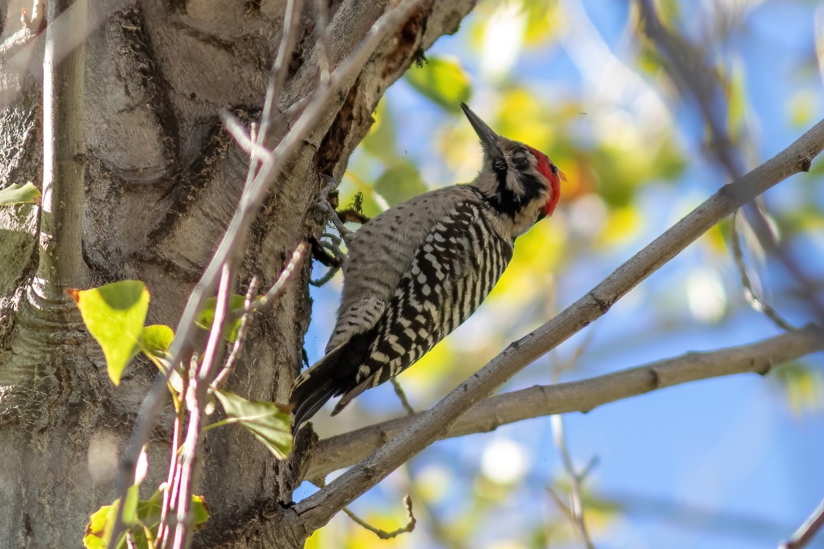 Ladder-backed Woodpecker - John C Sullivan