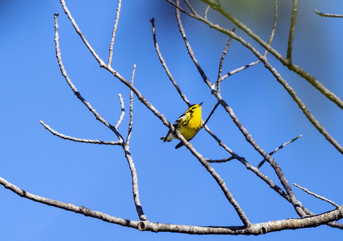 Townsend's Warbler - Alec LaVergne