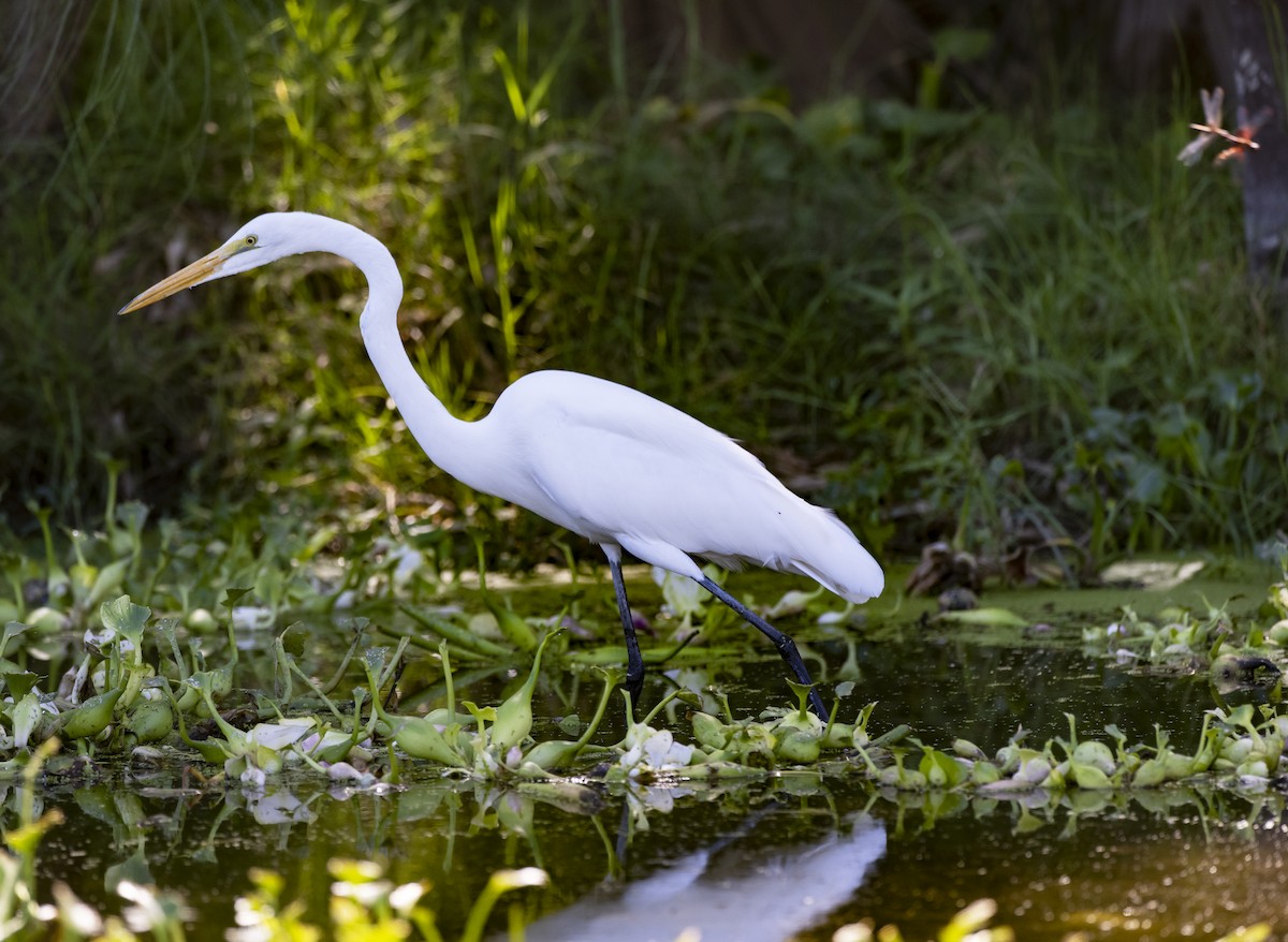 Great Egret - ML502707181