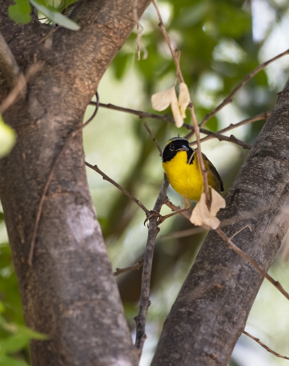 Belding's Yellowthroat - Alec LaVergne