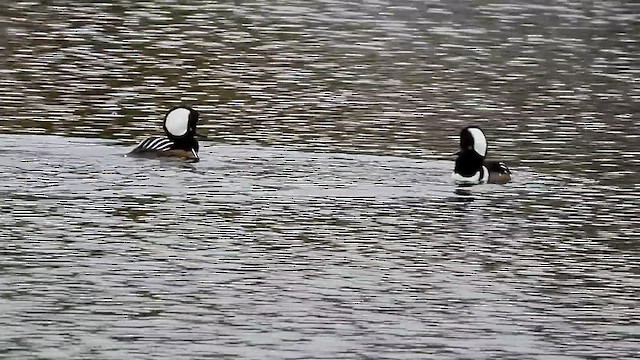 Hooded Merganser - ML502709251