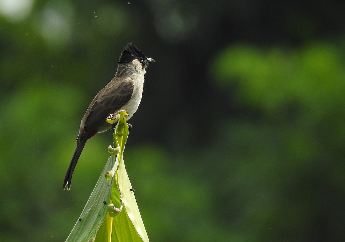 Sooty-headed Bulbul - ML502711941