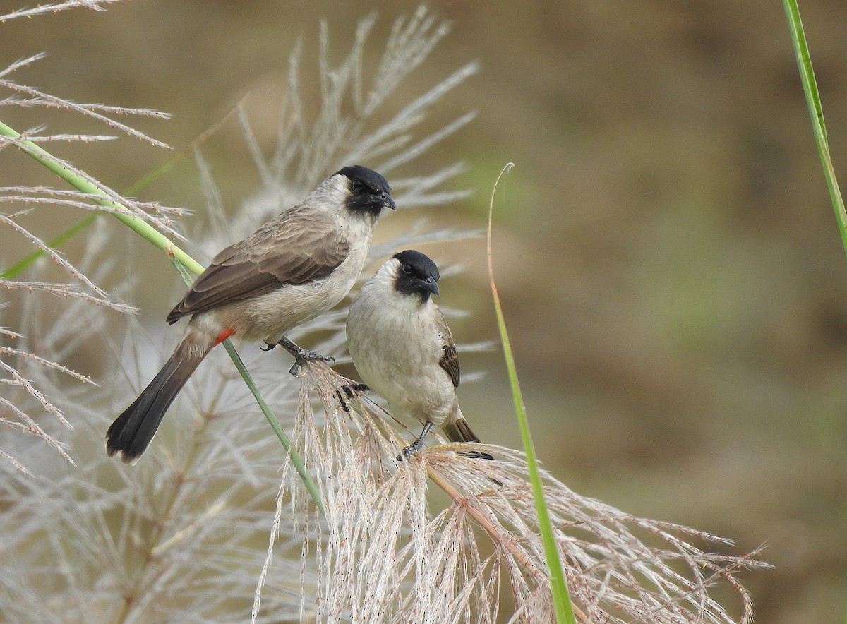 Bulbul cul-d'or - ML502711961