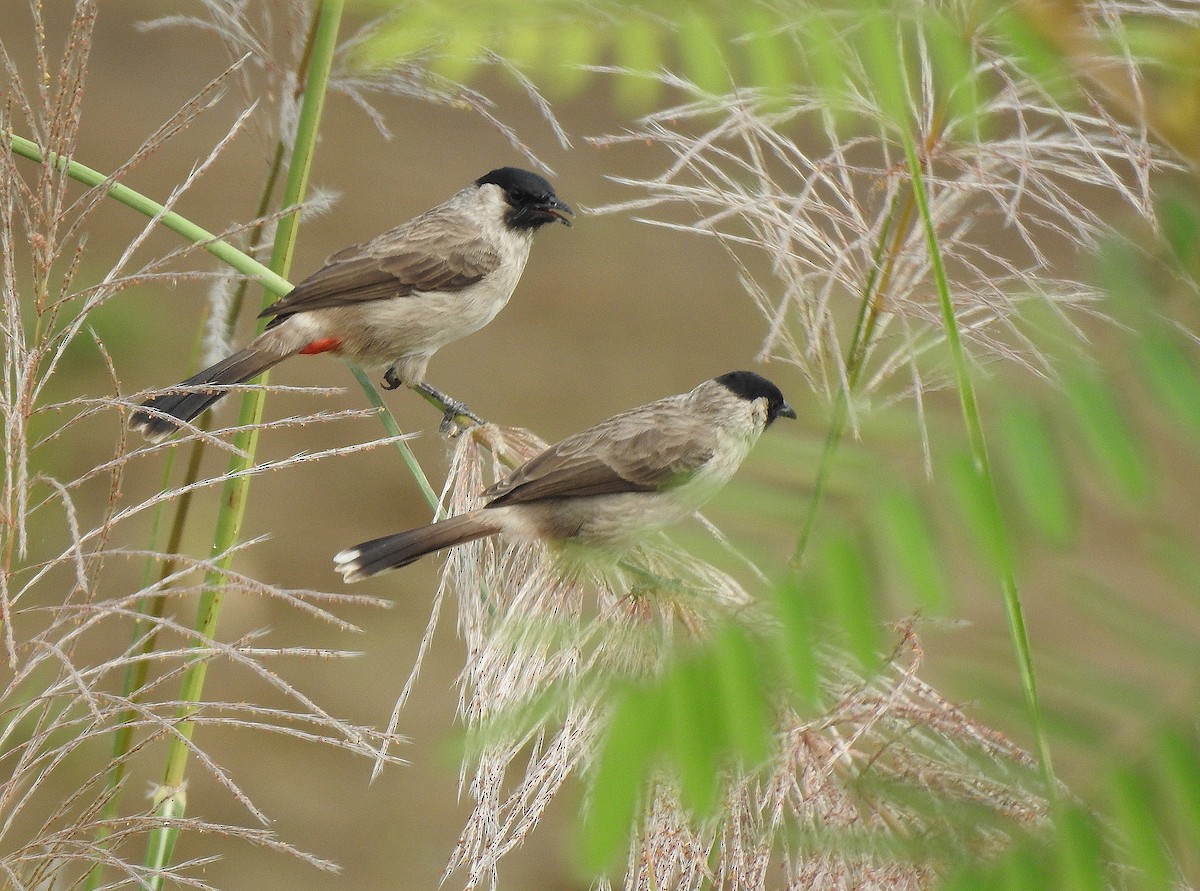 Bulbul cul-d'or - ML502712791