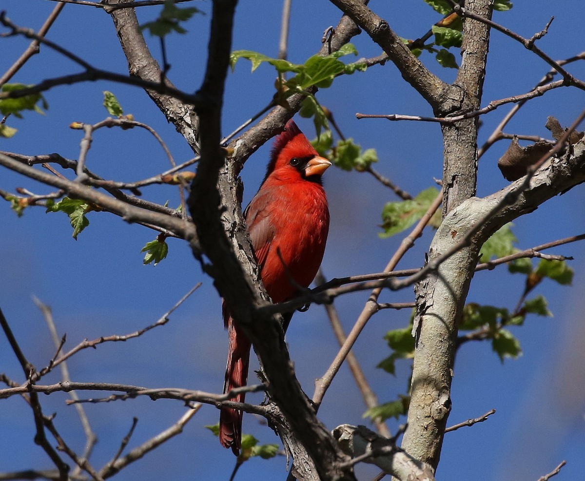 Northern Cardinal - Chris Orr