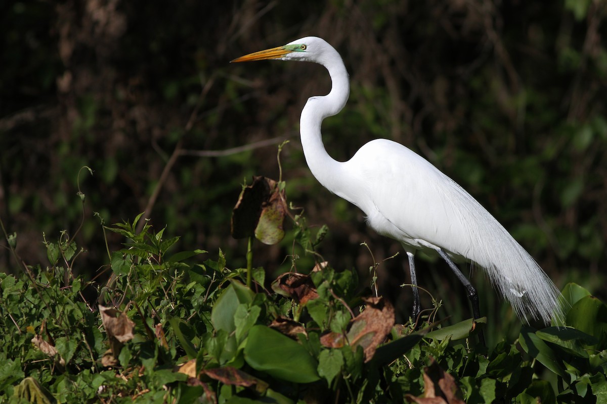 Great Egret - ML50271451