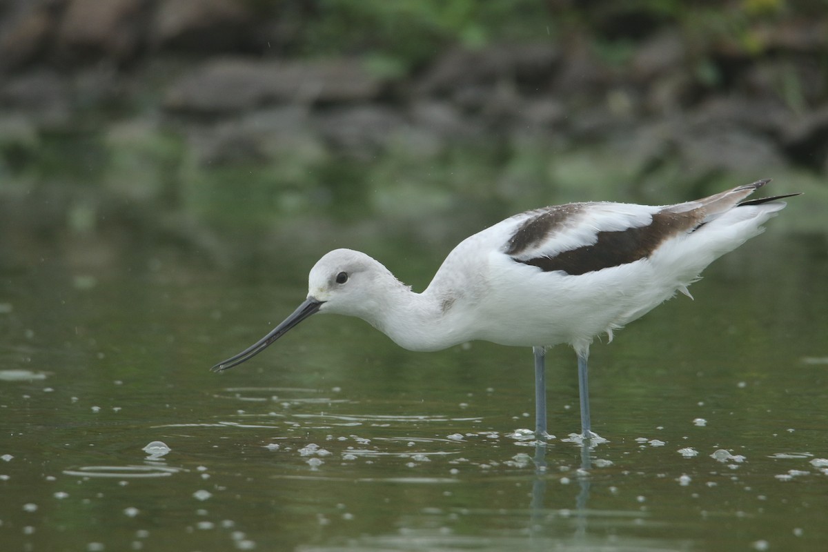 American Avocet - ML502715461